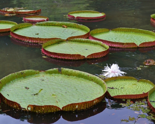 Botanical Garden